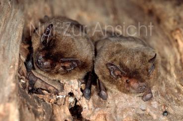 Postkarte Rauhautfledermaus